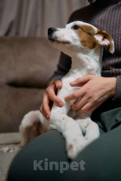 Собаки в Люберцах: Ищет дом малыш по имени Харпер! Мальчик, Бесплатно - фото 3