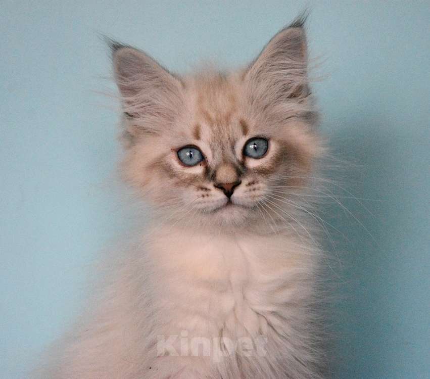 Кошки в Москве: Синеглазый котик Мальчик, Бесплатно - фото 3
