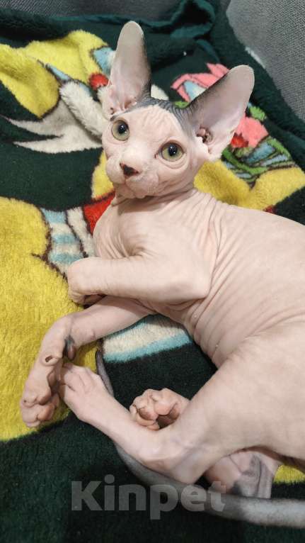 Кошки в других городах Московской области: Кот белый 3 мес Мальчик, 50 000 руб. - фото 4