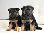 Собаки в Калуге: Щенки немецкой овчарки Мальчик, 30 000 руб. - фото 1
