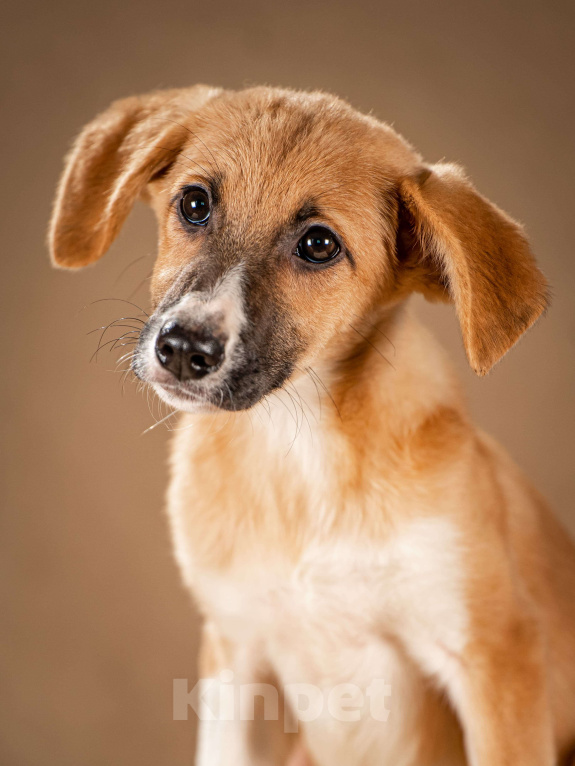 Собаки в Клине: Нимфа — сама скромность и доброта Девочка, Бесплатно - фото 6