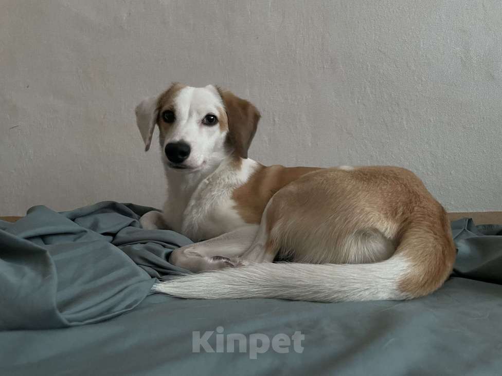 Собаки в Мурином: Собака в добрые руки Девочка, Бесплатно - фото 1