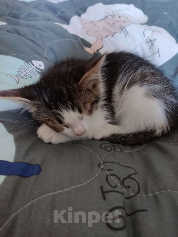 Кошки в Одинцово: Котенок, 2 месяца, самостоятельная, умная, отдаем. Мальчик, 1 руб. - фото 5