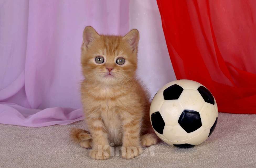 Кошки в Санкт-Петербурге: Британский солнечный котик  Мальчик, 45 000 руб. - фото 2