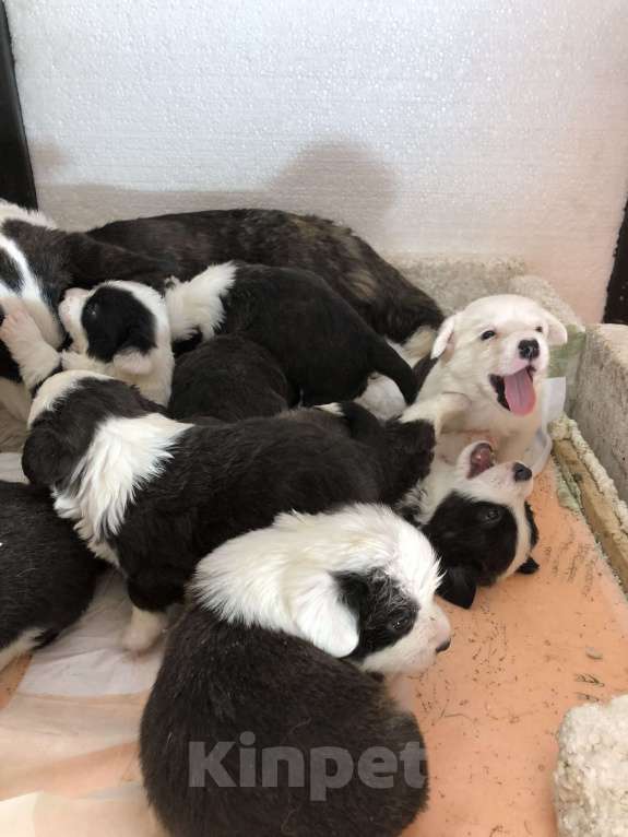 Собаки в Шахте: Продаются шенки вельш корги Кардиган Разнополые, 50 000 руб. - фото 2