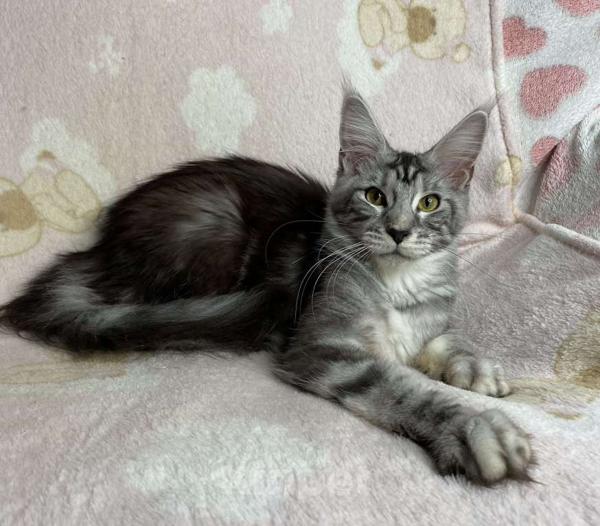 Кошки в Дмитрове: Черная серебристая мраморная девочка мейн кун Jackie, Девочка, 15 000 руб. - фото 6