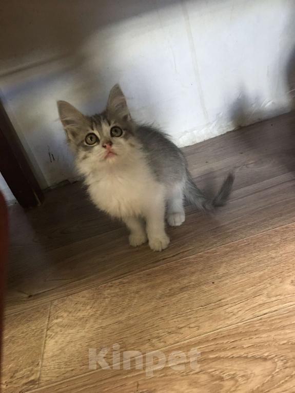 Кошки в Новочеркасске: Серый пушистый котёнок  Девочка, 100 руб. - фото 2