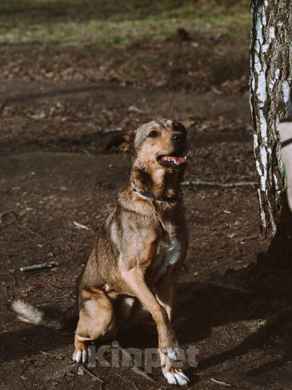 Собаки в Москве: Немо Мальчик, Бесплатно - фото 6
