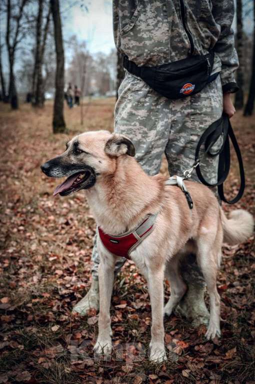 Собаки в Москве: Снежок Мальчик, Бесплатно - фото 3