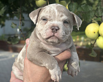 Собаки в Лыткарино: Девочка AMERICAN BULLY 🔥🔥🔥 Девочка, 110 000 руб. - фото 4