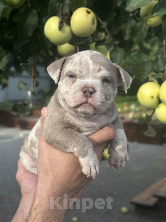 Собаки в Лыткарино: Девочка AMERICAN BULLY 🔥🔥🔥 Девочка, 110 000 руб. - фото 4