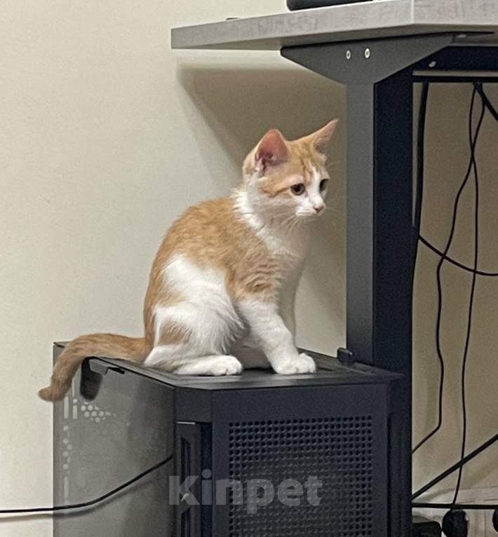 Кошки в Москве: котенок рыжик в добрые руки Девочка, Бесплатно - фото 1