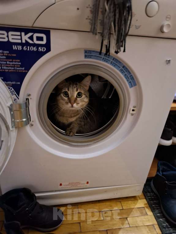 Кошки в Санкт-Петербурге: Ищу срочно дом кошке Девочка, Бесплатно - фото 3