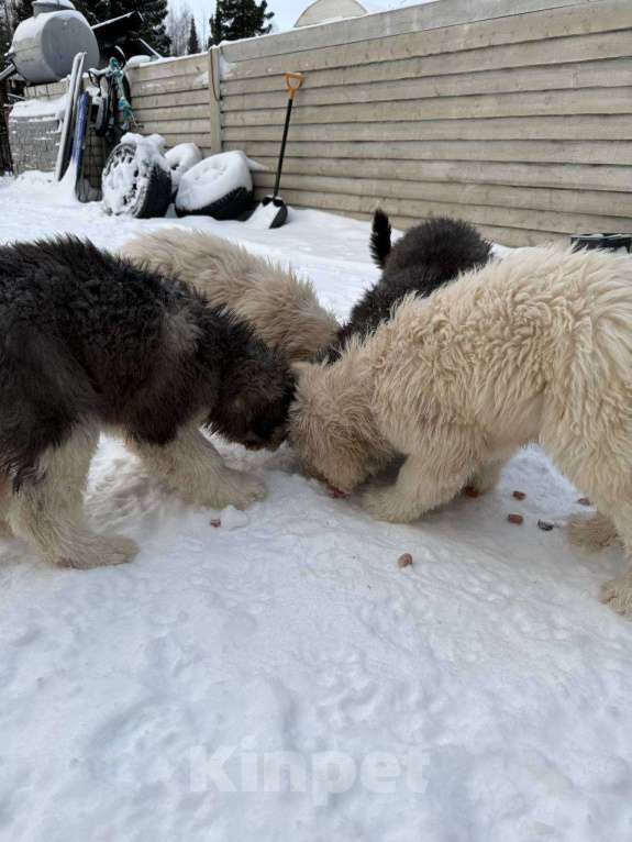 Собаки в Ханты-Мансийске: Беляш Мальчик, 10 000 руб. - фото 2