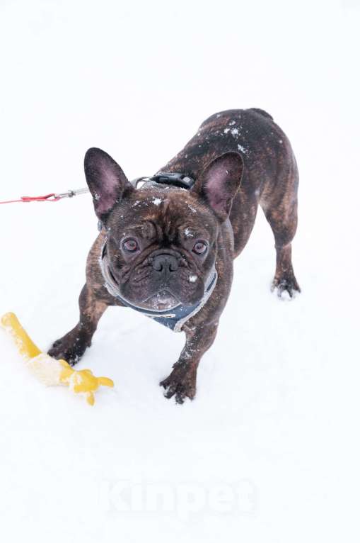 Собаки в Ногинске: Пряня ищет дом Мальчик, Бесплатно - фото 4