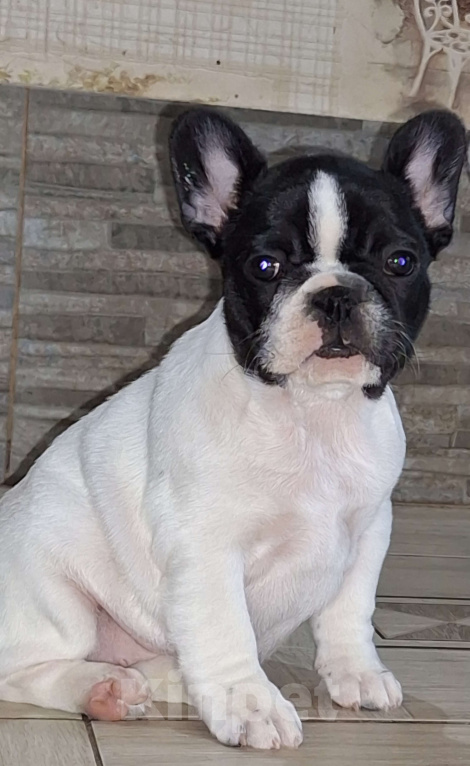 Собаки в Щелково: Щенки девочки Девочка, 40 000 руб. - фото 5