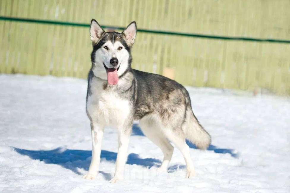 Собаки в Москве: Маламут Джесси в добрые и любящие руки Девочка, Бесплатно - фото 4