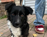 Собаки в Краснодаре: в добрые руки Мальчик, 1 руб. - фото 1