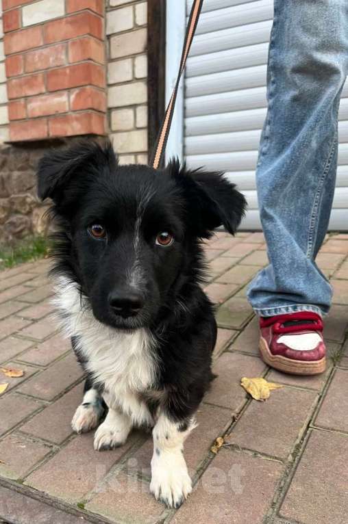 Собаки в Краснодаре: в добрые руки Мальчик, 1 руб. - фото 1