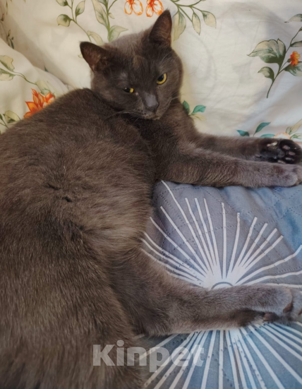 Кошки в Тамбове: Микки Мальчик, Бесплатно - фото 2