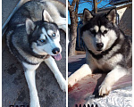 Собаки в Талдоме: Щенки Сибирской хаски. Мальчик, 5 000 руб. - фото 6