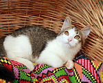 Кошки в Калуге: Шуня и Шаня, сладкие плюшечки. Котята в добрые руки. Девочка, Бесплатно - фото 5