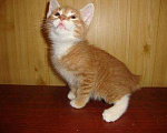 Кошки в Ливны: Курильские бобтейлы котята, 15 000 руб. - фото 2