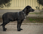 Собаки в Москве: Молодой пёс Лукас из приюта ищет дом Мальчик, 10 руб. - фото 7