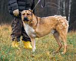 Собаки в Москве: Честер в добрые руки Мальчик, 1 руб. - фото 2