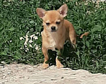 Собаки в Ульяновске: щенок чихуахуа Мальчик, 30 000 руб. - фото 1