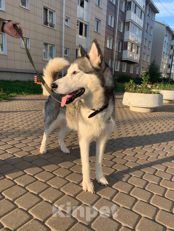 Собаки в Санкт-Петербурге: Отдам хаски в добрые руки Девочка, Бесплатно - фото 1