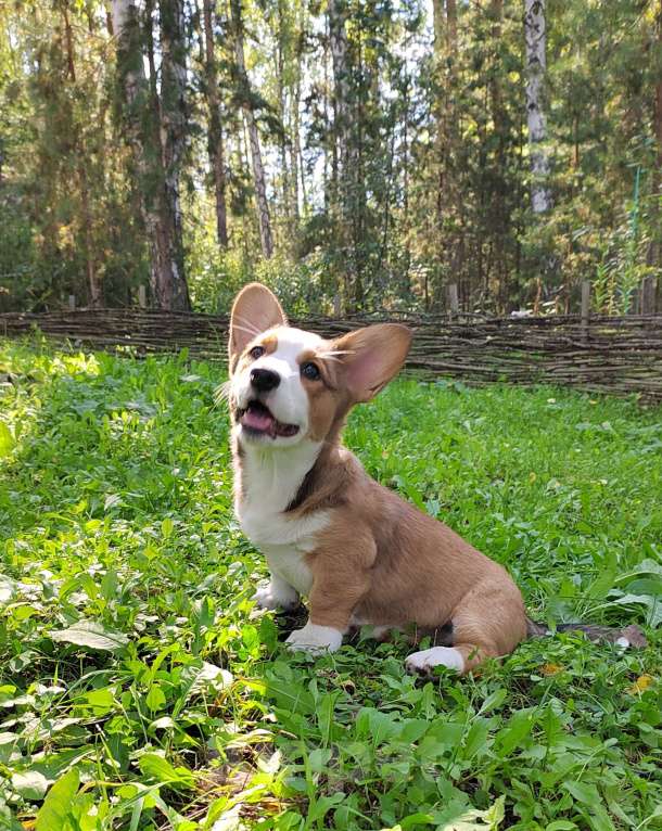 Собаки в Екатеринбурге: Щенки Корги Кардиган  Девочка, Бесплатно - фото 3