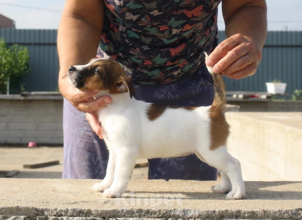 Собаки в Всеволожске: ММ ПАСИФЕЯ Девочка, 40 000 руб. - фото 3