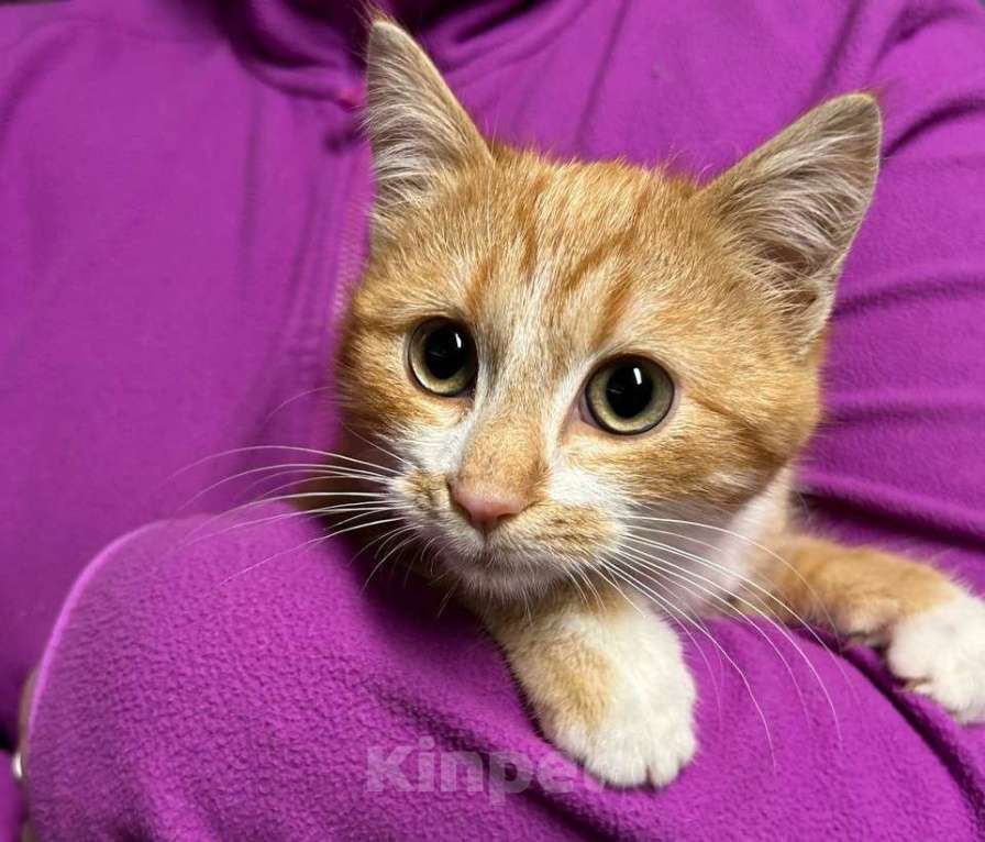 Кошки в Санкт-Петербурге: Рыженький ласкуша 3,5 мес Мальчик, Бесплатно - фото 4