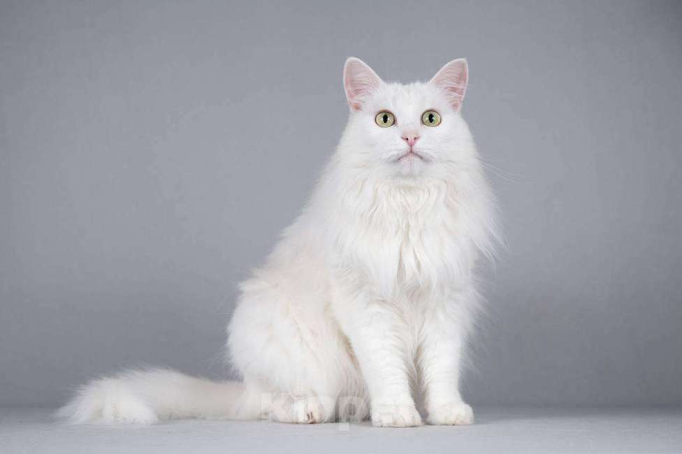 Кошки в Москве: Котик Тимоша ищет доброе сердце. Мальчик, Бесплатно - фото 5