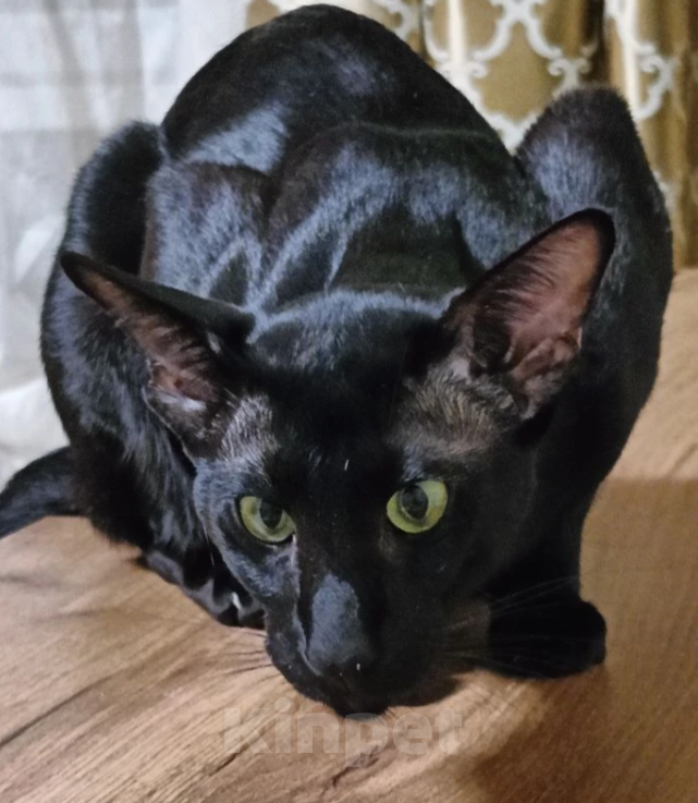 Кошки в Шахте: Продаю котят ориентальной породы  Мальчик, 25 000 руб. - фото 7