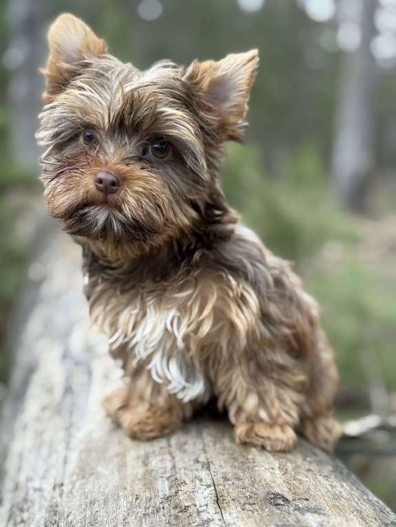 Собаки в Коломне: Йоркширский терьер мини мальчик Мальчик, 30 000 руб. - фото 1