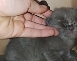 Кошки в Москве: Котенок 1 месяц. Открыта бронь. Мальчик, Бесплатно - фото 4