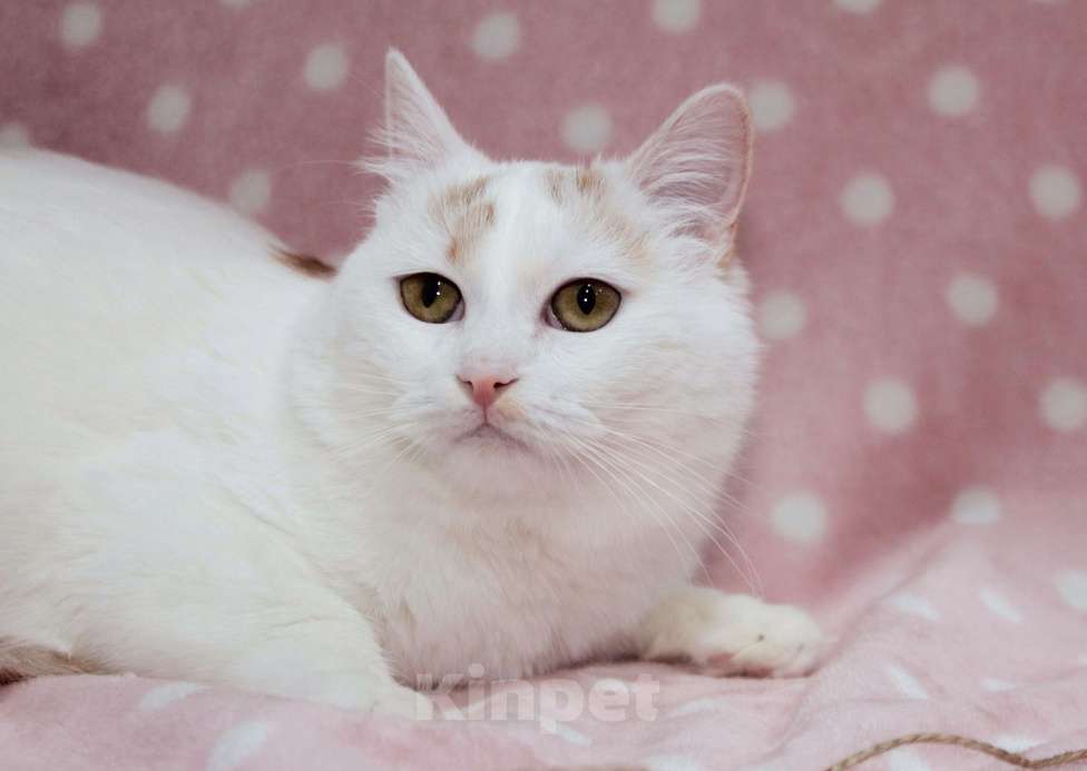 Кошки в Москве: Нежная Мия Девочка, Бесплатно - фото 6