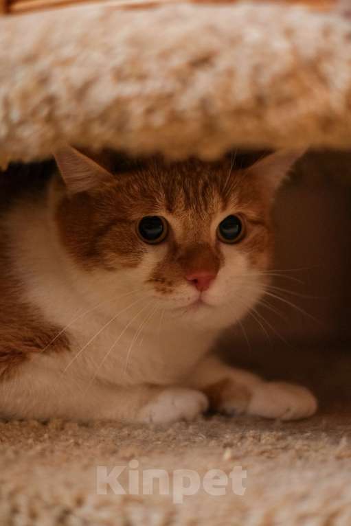 Кошки в Санкт-Петербурге: Котик Рыжик из приюта в добрые руки Мальчик, Бесплатно - фото 5