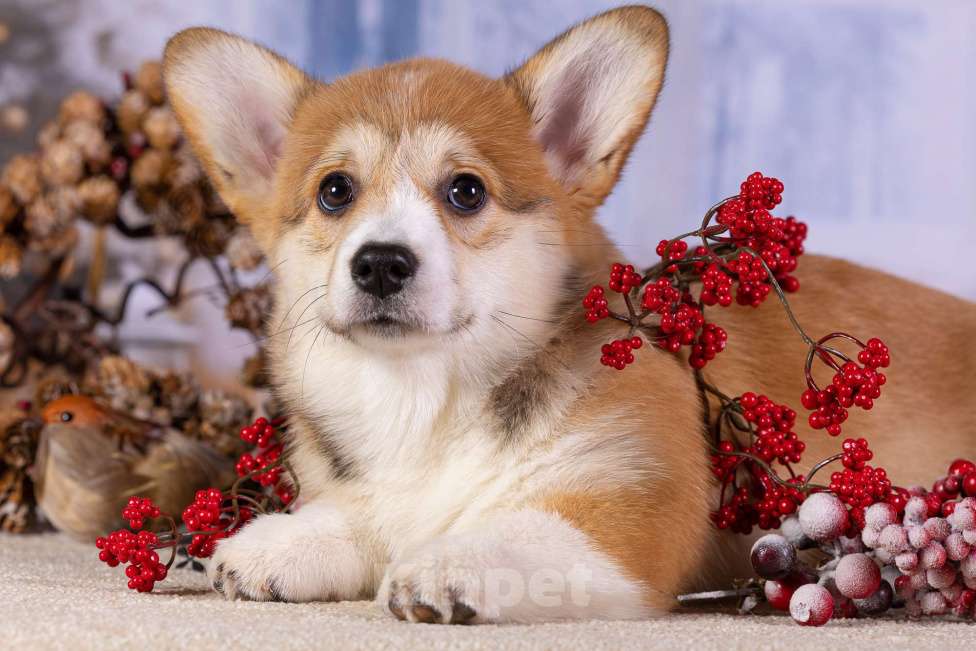 Собаки в Москве: Вита Приора Мальвазия Девочка, 80 000 руб. - фото 7