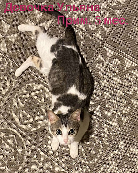 Кошки в добрые руки