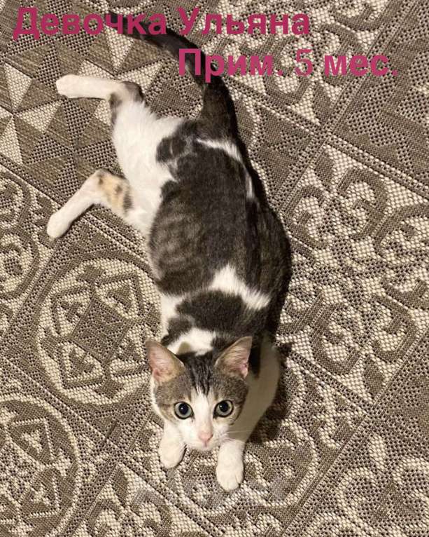 Кошки в других городах Московской области: Кошки в добрые руки Девочка, Бесплатно - фото 1