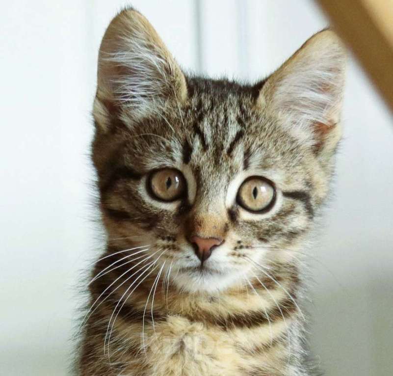 Кошки в Москве: Бесхвостый котёнок Кевин в добрые руки Мальчик, 1 руб. - фото 7