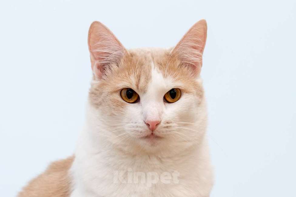 Кошки в Москве: Кошка Мистика в добрые руки Девочка, Бесплатно - фото 7