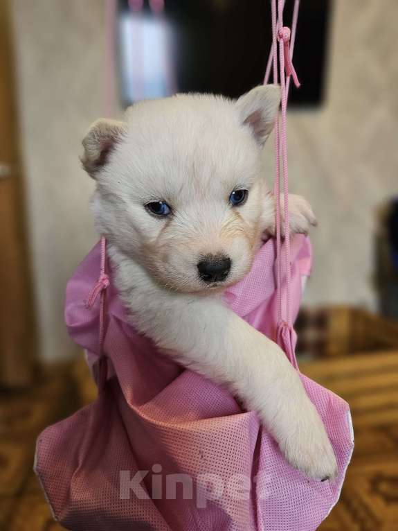 Собаки в Воронеже: Сибирский хаски Мальчик, Бесплатно - фото 2