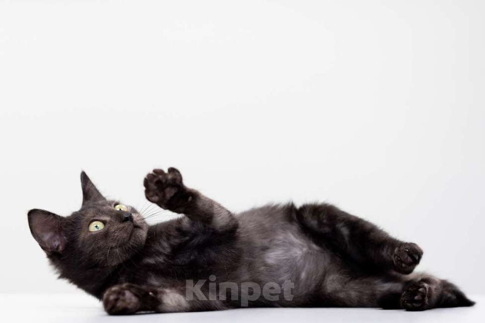 Кошки в Москве: Лойд Мальчик, Бесплатно - фото 3