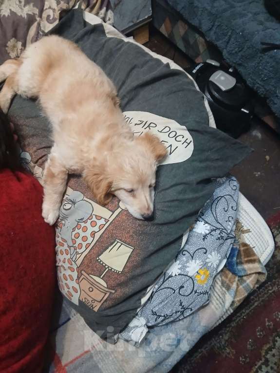 Собаки в Симферополе: Отдам щенка девочку в добрые руки Девочка, Бесплатно - фото 3