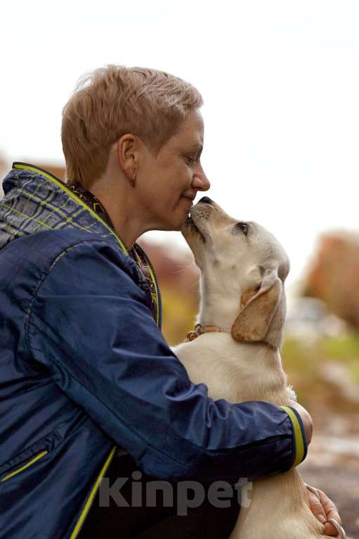 Собаки в Воронеже: Палевая красавица  Девочка, Бесплатно - фото 4