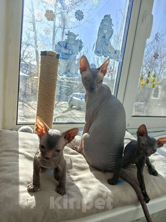 Кошки в Октябрьском: Канадский сфинкс котята Девочка, 10 000 руб. - фото 2